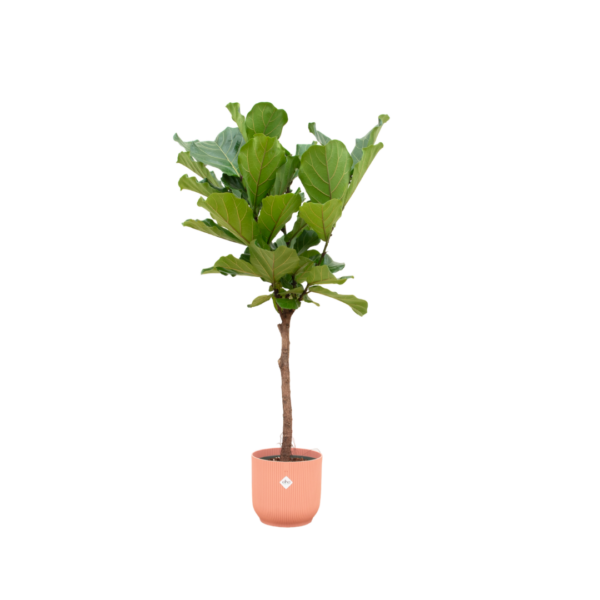 edfb516dd777485ba3a4050c8aeef3b1d79109f2caa14f12882cce19121979be.png Ficus Lyrata Stamm einschließlich elho Vibes Fold Round rosa