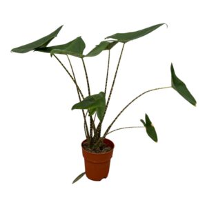 9a95f8f1d24343d29383772cf1bb6c15d04e219d30d54b4080e35a58086204dd.jpg Alocasia Zebrina