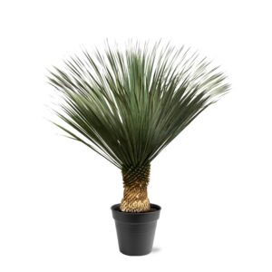 Yucca Rostrata