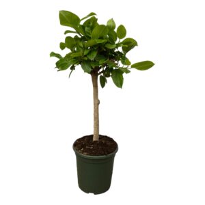 81d9c96000944e21b228b217f30aaa97fa7b204882114e099da83304fe8b1303.jpg Ficus Altissimo variegata