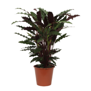 d1d046acae4e424f86373d2ee81e612cea070737124b4e2ca548195a212600b6.png Calathea Wavestar