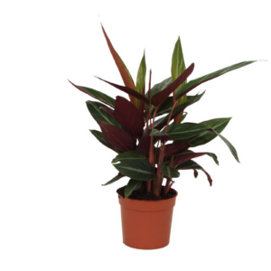 99abe4ec2bb348fa9a92cd4bf17626d63004680797184c40b4fdfb8a999df9aa.png Calathea Stripestar