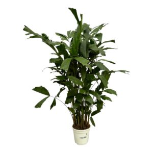 8f730965a8b845dbbd1e2f5192420b03b8e85f74826442a6b5b3cd2dceb2d837.jpg Caryota Mitis