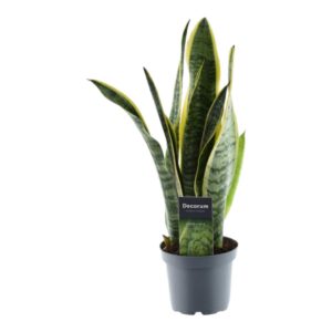 Sansevieria Laurentii