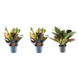 174a03fa81104adabd39afbd829844b76436378bbaf7466dbb3e2549de32a6b6.png Croton Codiaeum mix | 3 Stücke