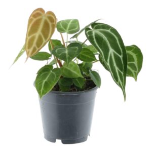 2c1257f11179461e9ba92ea6236de1ef51f2dbdfca424b74b316fb099f611f3f.jpg Anthurium Chrystallium