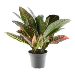 d81f7ddf95a94330ab116e23d5ff19500e5db6b4dec14c58b0bc8a927b59a81a.jpg Codiaeum variegatum 'Petra'