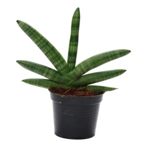 8d72321914b8413bb670cb9a704e5fae2777ddc9854c4c82bc15d210a4796cc9.jpg Sansevieria Skyline