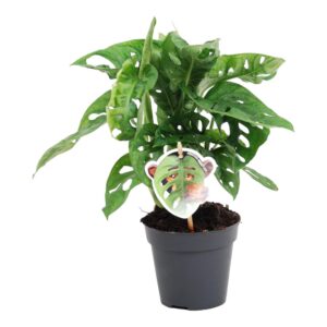 88f3d6cc704c4dd5b54303be5d864cd775717773ba2e4e308625d57b421d89e6.jpg Monstera obliqua 'Monkey Leaf'