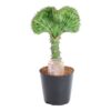Euphorbia lactea Cristata Grün