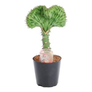Euphorbia lactea Cristata Grün