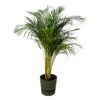 Areca-Palme einschließlich elho Greenville Rundes Grün
