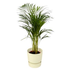 Areca-Palme einschließlich elho Greenville Rund weiß