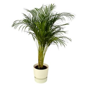 Areca-Palme einschließlich elho Greenville Rund weiß