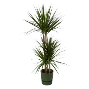 Dracaena Marginata einschließlich elho Greenville Rundes Grün