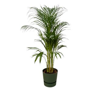 Areca-Palme einschließlich elho Greenville Rundes Grün