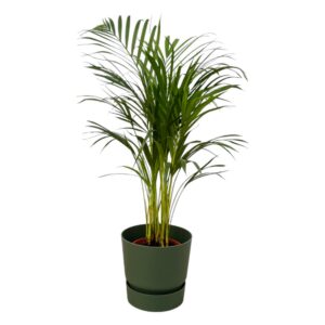 Areca-Palme einschließlich elho Greenville Rundes Grün