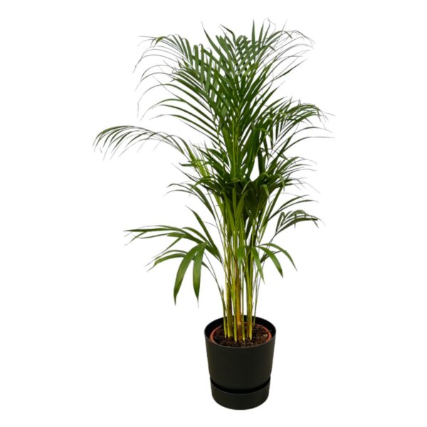 Areca-Palme einschließlich elho Greenville Rund schwarz
