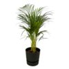 Areca-Palme einschließlich elho Greenville Rund schwarz