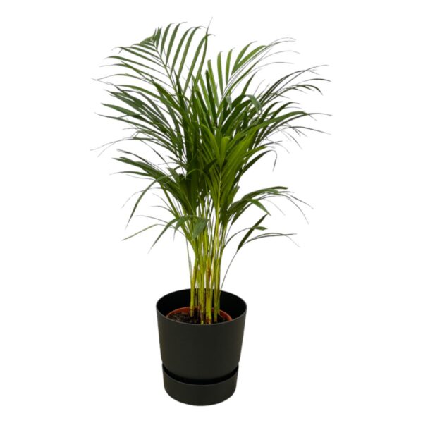 Areca-Palme einschließlich elho Greenville Rund schwarz