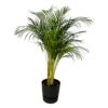 Areca-Palme einschließlich elho Greenville Rund schwarz