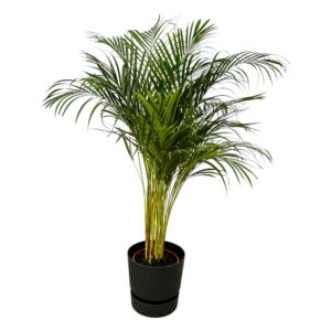 Areca-Palme einschließlich elho Greenville Rund schwarz