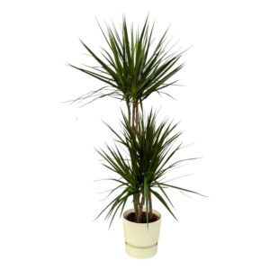 Dracaena Marginata einschließlich elho Greenville Rund weiß