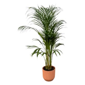 Areca-Palme einschließlich elho Vibes Fold Round rosa