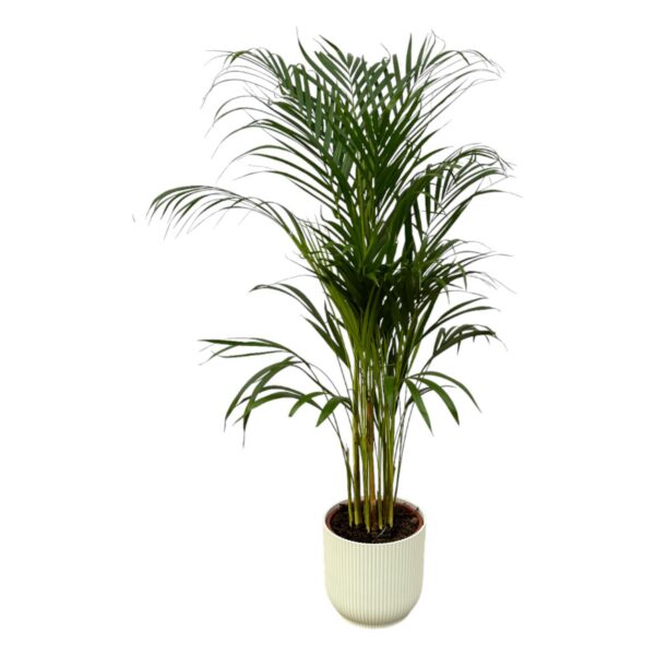 11f2c42ec7844d8b9a2960356e04fb7115f948fd7fda44eb9563d222a7f4c424.jpg Areca-Palme einschließlich elho Vibes Fold Round weiß