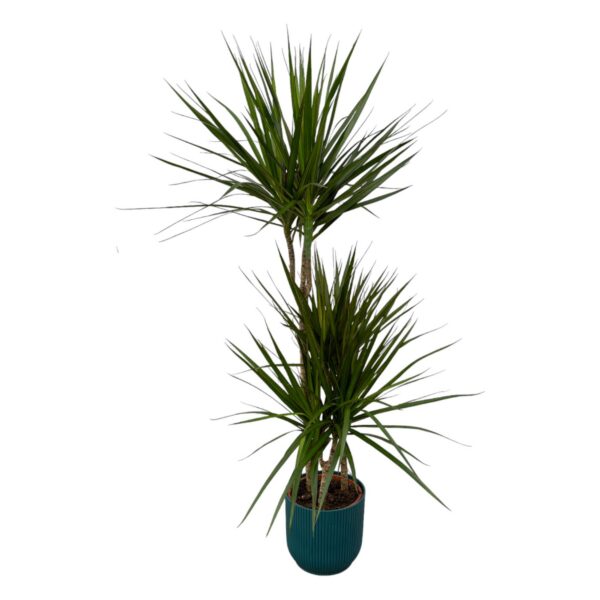 eba367121ad24772b51ee4583ed8f8d67eda53f3057448a8a12edf6d5ba25aee.jpg Dracaena Marginata einschließlich elho Vibes Fold Round blau