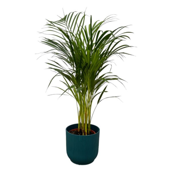 3e4c4a47c53d430e908b6ba7a50e947e0deef26fac844c17baa8c80751acd206.jpg Areca-Palme inklusive elho Vibes Fold Round blau