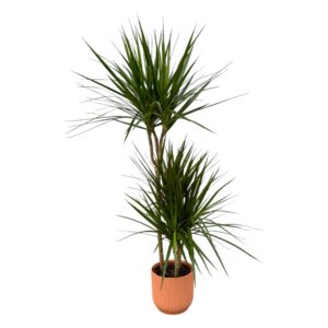 Dracaena Marginata einschließlich elho Vibes Fold Round rosa