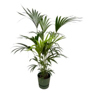 4b1de2a62f254831815060c11cc899fa029445bc36f14b6c8abaae7c75020cf6.jpg Kentia-Palme einschließlich elho Greenville Rundes Grün