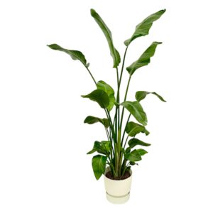 d8aed658064144d79b0c070a43385740645d7d2e3c6b4e0c827c3b247521770c.jpg Strelitzia Nicolai einschließlich elho Greenville Runde weiß