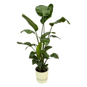 2c84e77f9c25461a8fd6a385f22c6fdc0391a80649f74ca490a3d97dca65daec.jpg Strelitzia Nicolai einschließlich elho Greenville Runde weiß