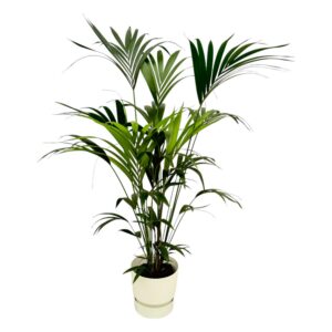 c70d6a9809054c77b3233330a03dabab35604653fbf64714a7ae8747e2851bce.jpg Kentia-Palme einschließlich elho Greenville Rund weiß