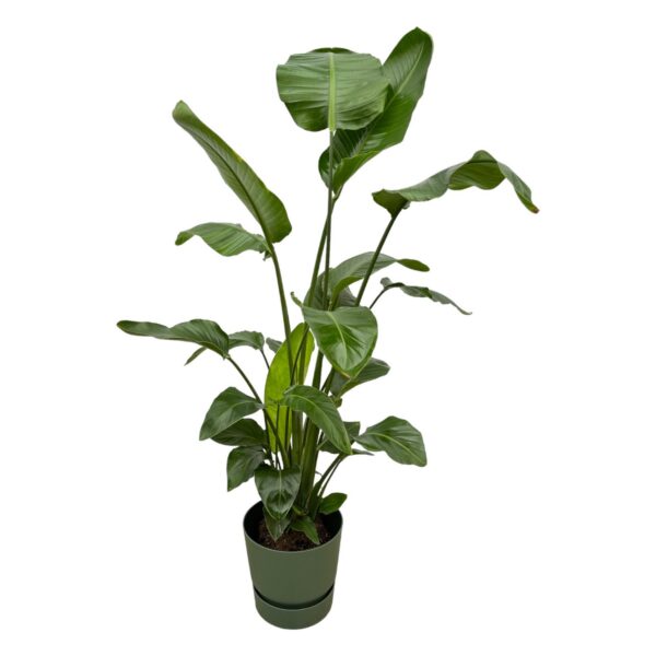 Strelitzia Nicolai einschließlich elho Greenville Rundes Grün