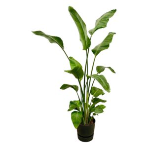 4afc4808519045fc88e02123d35dad67916845c7c00f413681770f05cdc2fbd8.jpg Strelitzia Nicolai einschließlich elho Greenville Round black