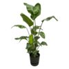 Strelitzia Nicolai einschließlich elho Greenville Round black