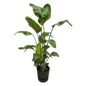 Strelitzia Nicolai einschließlich elho Greenville Round black