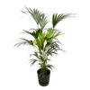 6ff5c59e52c8460fb3f438cdba2889c4a52b8aca086f4a3fa3d8dc265a2c88b0.jpg Kentia-Palme einschließlich elho Greenville Rund schwarz
