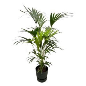 6ff5c59e52c8460fb3f438cdba2889c4a52b8aca086f4a3fa3d8dc265a2c88b0.jpg Kentia-Palme einschließlich elho Greenville Rund schwarz