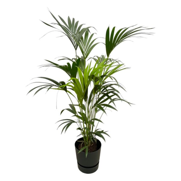 6ff5c59e52c8460fb3f438cdba2889c4a52b8aca086f4a3fa3d8dc265a2c88b0.jpg Kentia-Palme einschließlich elho Greenville Rund schwarz