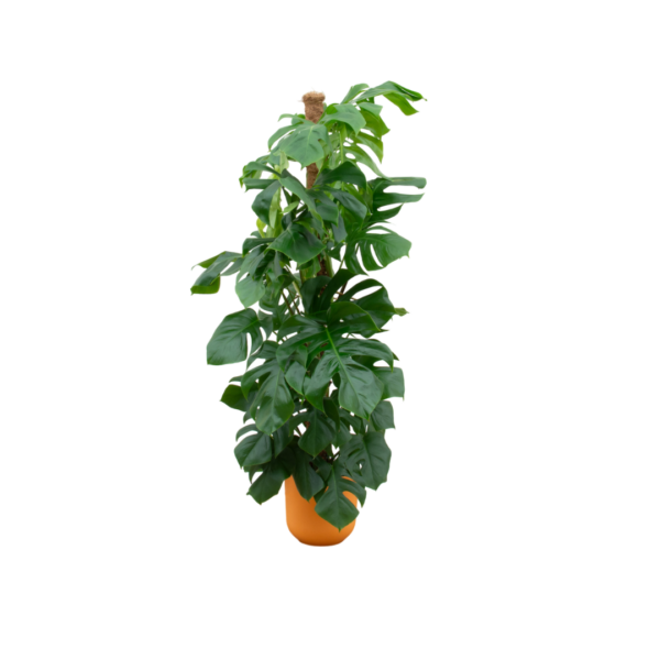 Monstera Pertusum XL einschließlich elho Jazz Round gelb