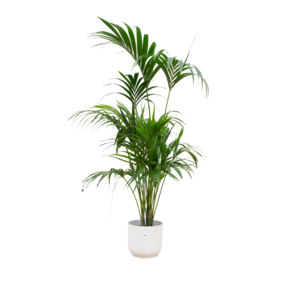 6e88b31e12cf40dd8b71b009af41459e8ace6f363e814bc99c0f04f27c1b1d2c.png Kentia palm einschließlich elho Vibes Fold Round weiß