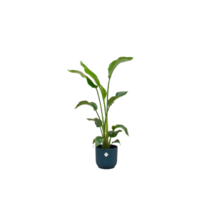 Strelitzia Nicolai inklusive elho Vibes Fold Rund blau