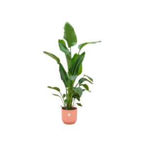Strelitzia Nicolai inklusive elho Vibes Fold Round rosa