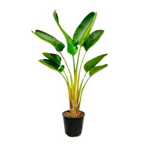 57974d520bc94aeea788d0bdebce37a1f36657792e7d4d3eb058d151431809e3.jpg Strelitzia Augusta