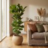 Ficus Lyrata Strauch