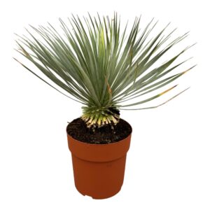 b4f82202f17049208e6fcc538a12b47561b0f029a77d4e928dc4b38389578801.jpg Yucca Rostrata am Stiel